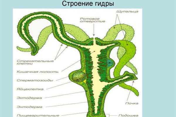 Маркетплейс кракен купить